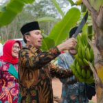 Didampingi Anggota Komisi V DPR RI, Edi Purwanto Panen Pisang Canvendish di Ponpes Irsyadul 'Ibad. Foto: Humas DPRD Provinsi Jambi