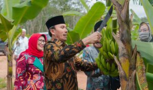 Didampingi Anggota Komisi V DPR RI, Edi Purwanto Panen Pisang Canvendish di Ponpes Irsyadul 'Ibad. Foto: Humas DPRD Provinsi Jambi