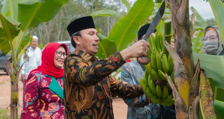 Didampingi Anggota Komisi V DPR RI, Edi Purwanto Panen Pisang Canvendish di Ponpes Irsyadul 'Ibad. Foto: Humas DPRD Provinsi Jambi